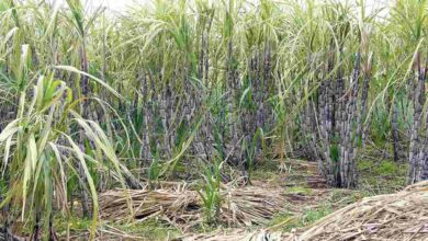 Sugarcane cultivation