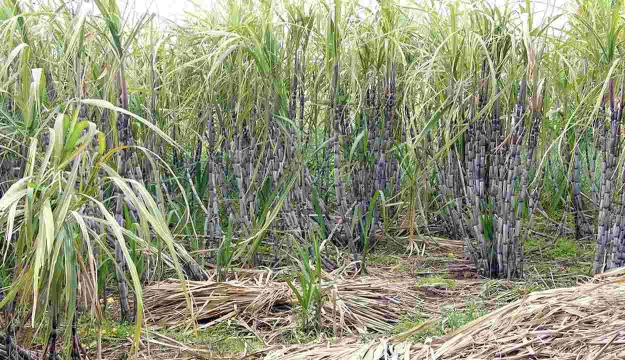 Sugarcane cultivation