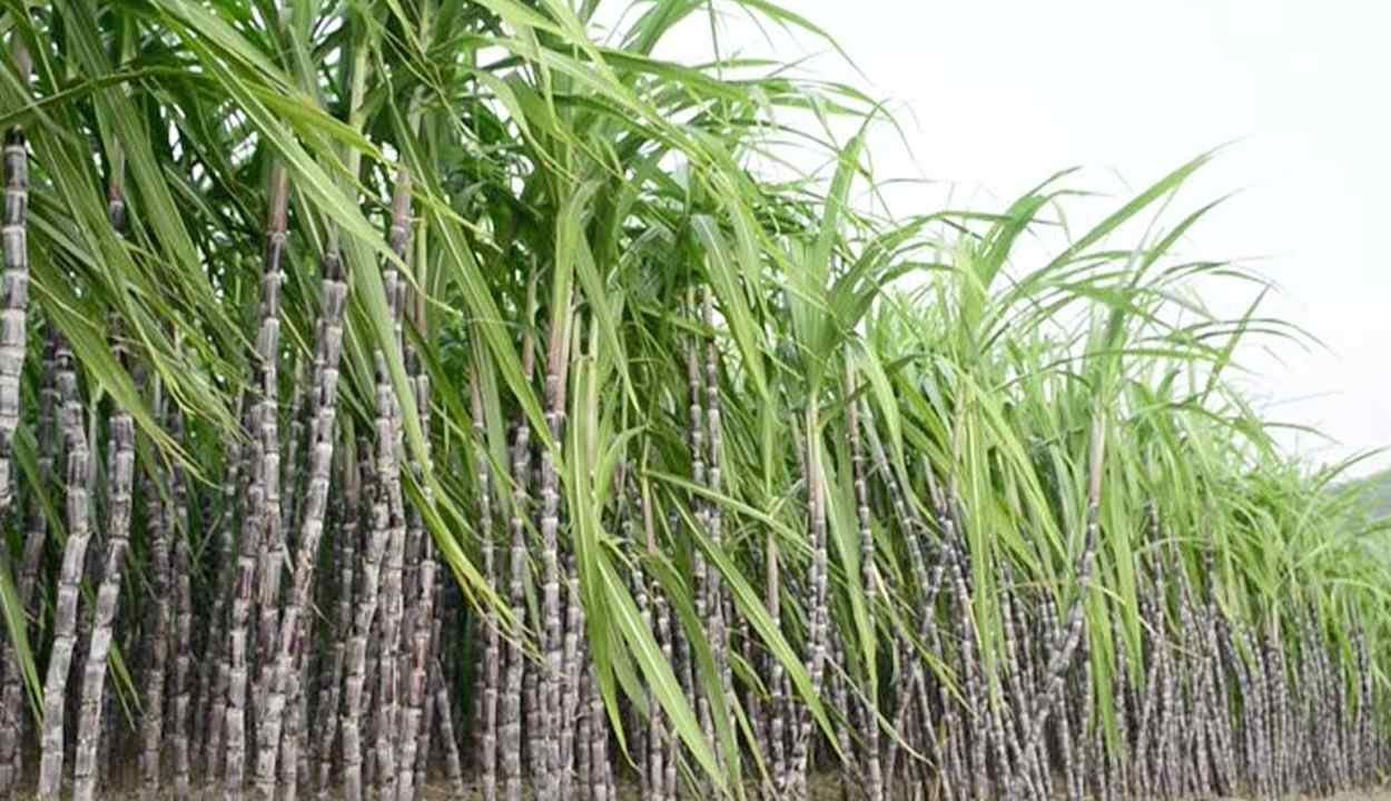 Sugarcane cultivation