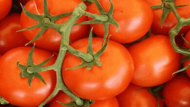 Tomato cultivation