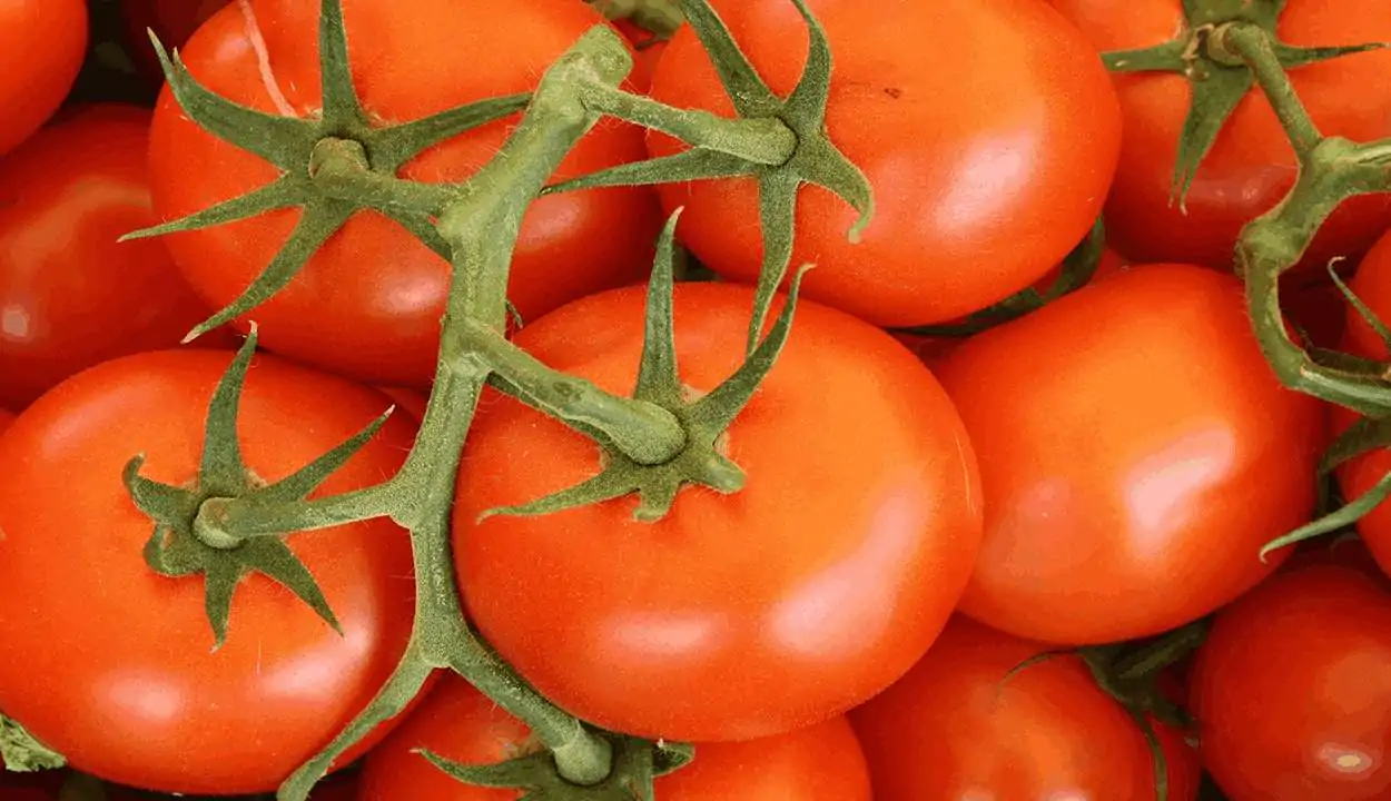 Tomato cultivation