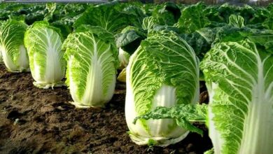 Vegetable farming