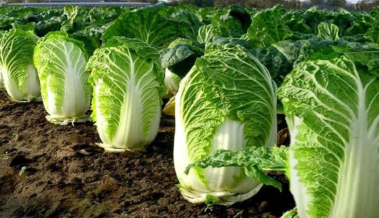 Vegetable farming