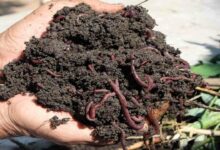 Vermicompost ikai scheme