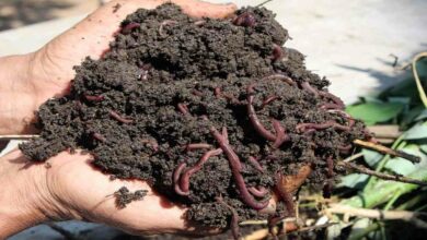 Vermicompost ikai scheme