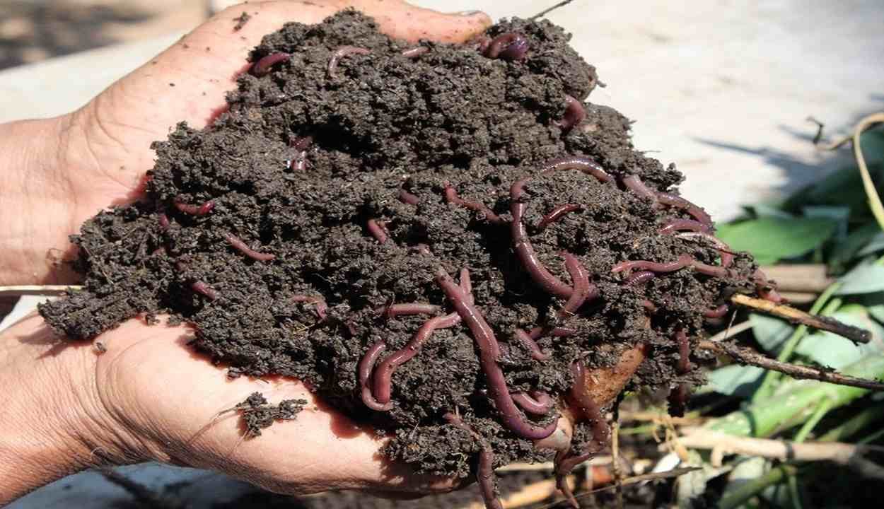 Vermicompost ikai scheme