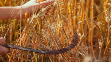 Wheat crop