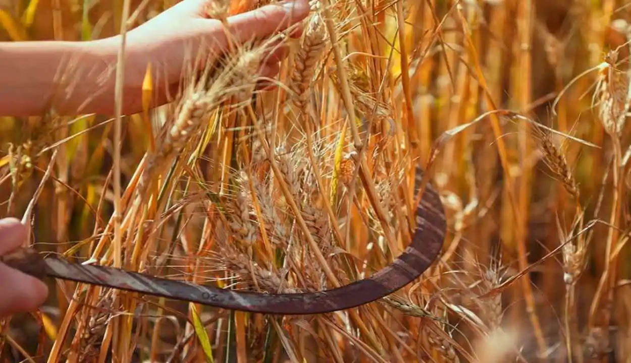 Wheat crop