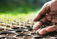 Agriculture news
