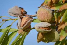 Almond cultivation