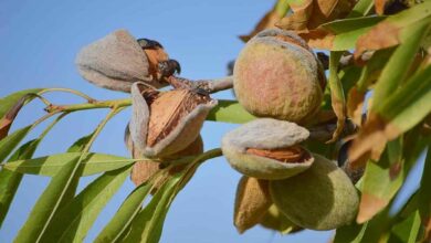 Almond cultivation