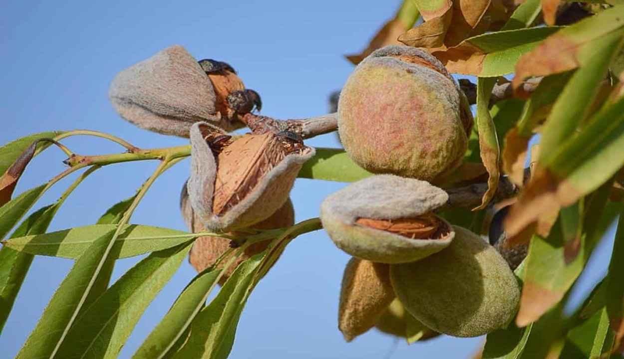 Almond cultivation