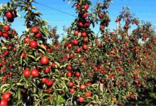Apple farming