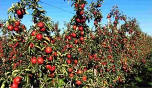 Apple farming