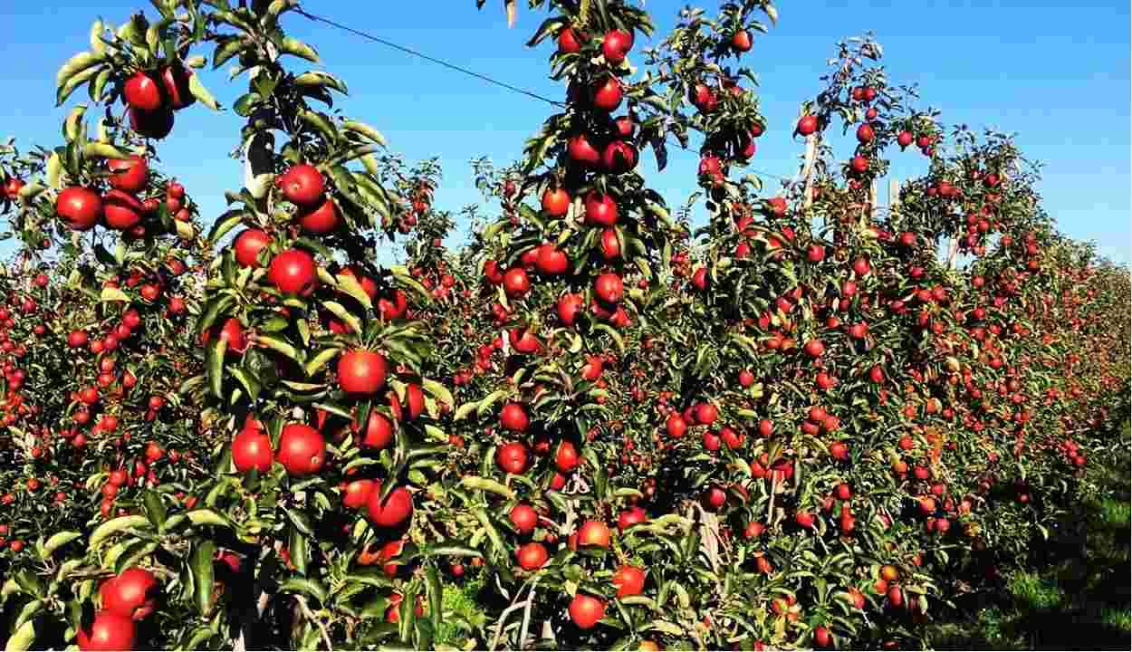 Apple farming