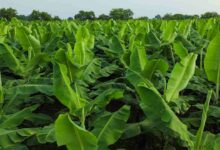 Banana farming