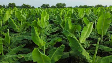 Banana farming