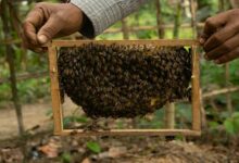 Bee keeping