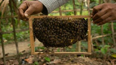 Bee keeping