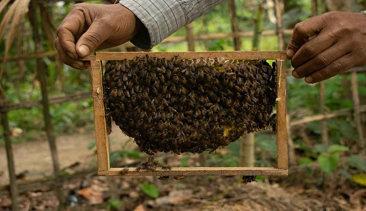 Bee keeping