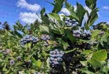 Blueberry farming