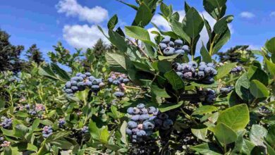 Blueberry farming