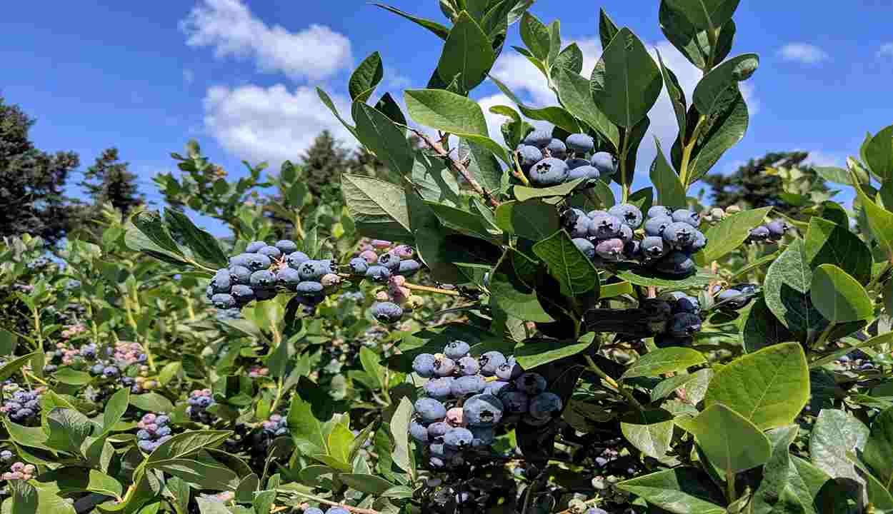 Blueberry farming