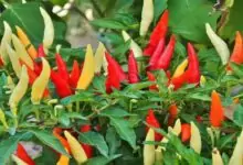 Bullet red chili farming