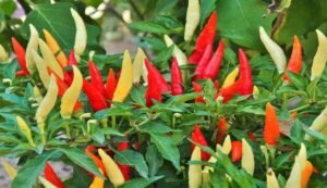 Bullet red chili farming