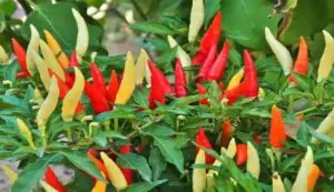 Bullet red chili farming