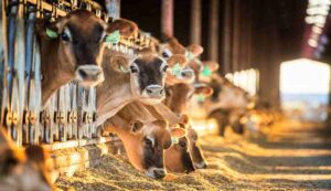 Cow farming