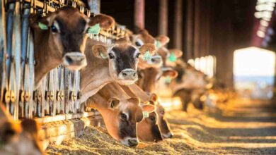 Cow farming