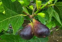 Cultivation of figs