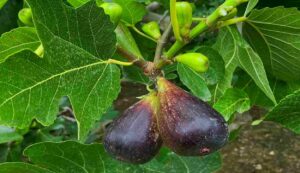 Cultivation of figs