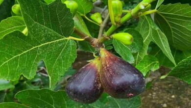 Cultivation of figs