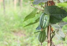 Cultivation of parwal