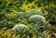 Cultivation of yellow watermelon