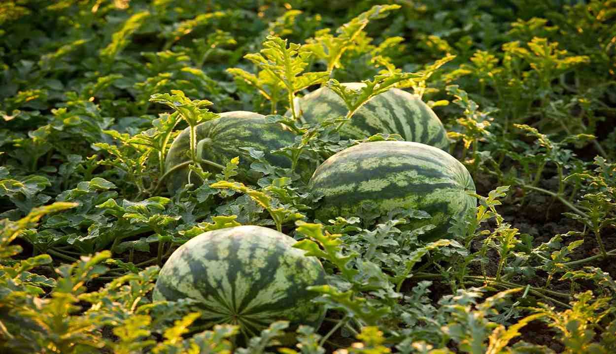 Cultivation of yellow watermelon