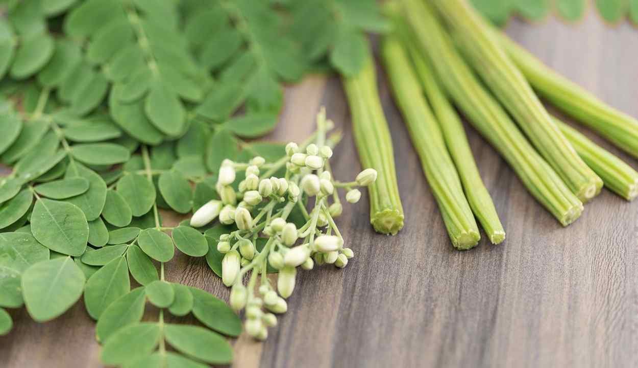 Drumstick cultivation