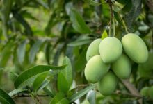 Foreign mango farming