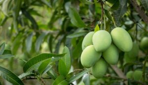 Foreign mango farming
