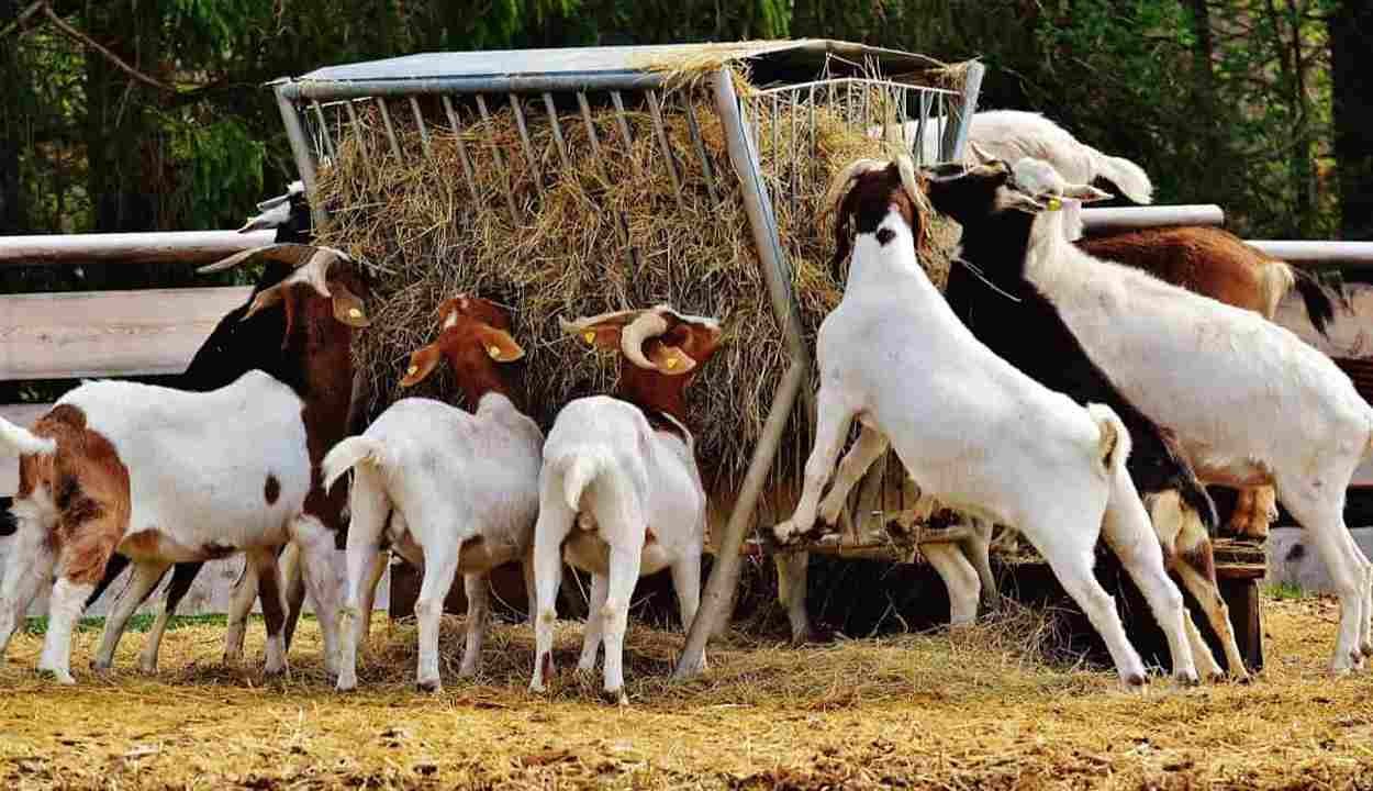 Goat farming