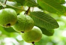 Guava cultivation