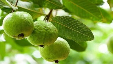 Guava cultivation