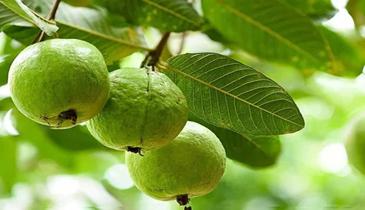 Guava cultivation