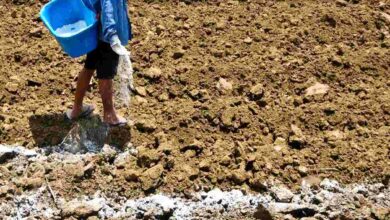 Gypsum subsidy