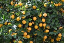 Lemon cultivation