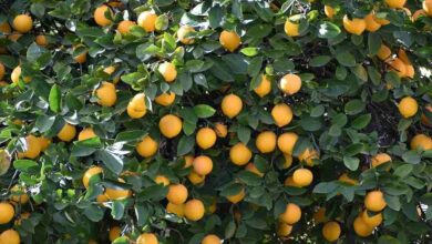 Lemon cultivation