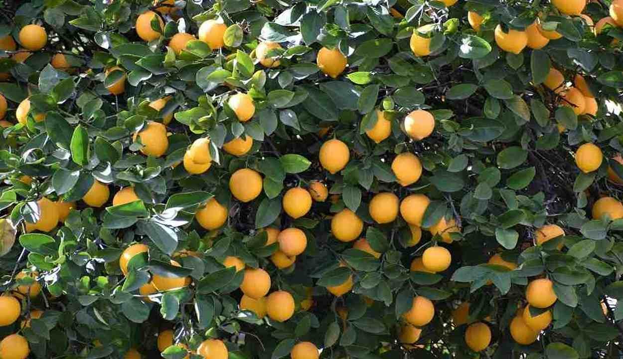 Lemon cultivation