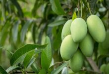 Mango cultivation